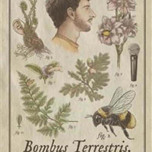 Rémi Boyes dans Bombus Terrestris V2 1