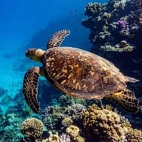 Océan — Immersion dans le monde sous-marin