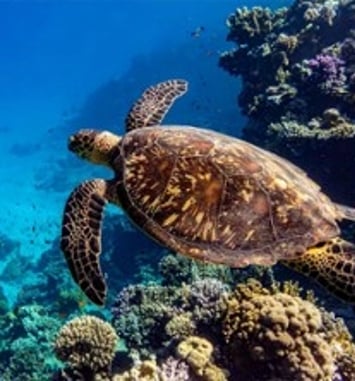 Océan — Immersion dans le monde sous-marin