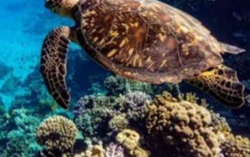Océan — Immersion dans le monde sous-marin
