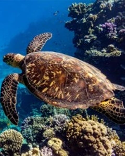 Océan, Immersion dans le monde sous-marin