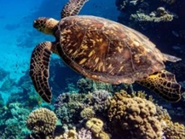 Océan, Immersion dans le monde sous-marin