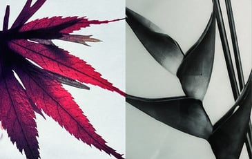 Essentia