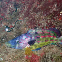 Biodiversité Marseillaise, entre Mer et Collines