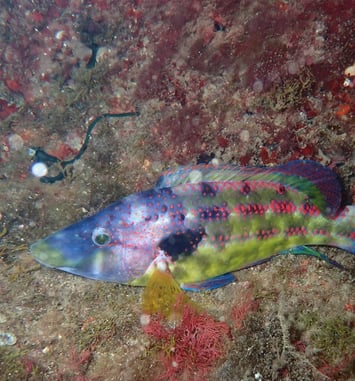 Biodiversité Marseillaise, entre Mer et Collines