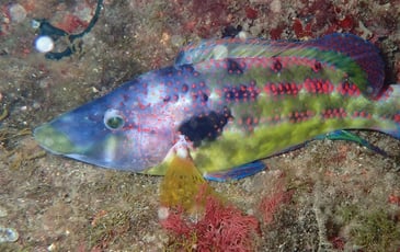 Biodiversité Marseillaise, entre Mer et Collines