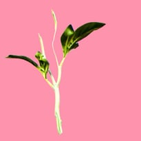 Verdes Anos (Années Vertes)