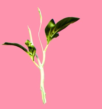 Verdes Anos (Années Vertes)