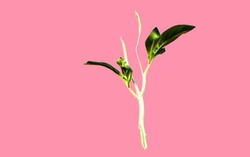 Verdes Anos (Années Vertes)
