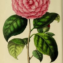 La bibliothèque de la Société d'horticulture, 180 ans de recherche