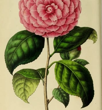 La bibliothèque de la Société d'horticulture, 180 ans de recherche