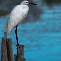 L'été Photographique