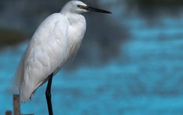 L'été Photographique