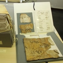La conservation et la restauration des archives