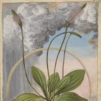 L'art naturaliste imprimé depuis la Renaissance