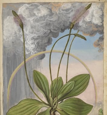 L'art naturaliste imprimé depuis la Renaissance