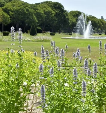 Du Parc de la Magalone au Parc Borély Visite balade « Trame verte, Patrimoine végétal »