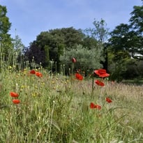 Du Parc Bortoli au Parc Borély - Visite balade « Trame verte, Patrimoine végétal »