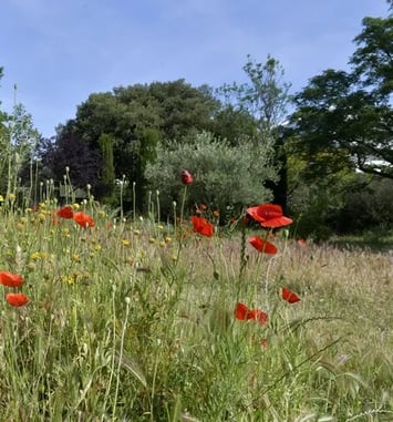 Du Parc Bortoli au Parc Borély - Visite balade « Trame verte, Patrimoine végétal »
