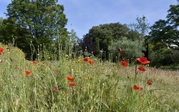 Du Parc Bortoli au Parc Borély - Visite balade « Trame verte, Patrimoine végétal »