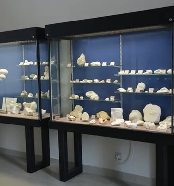Visite commentée du Musée Urgonia