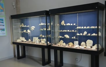 Visite commentée du Musée Urgonia