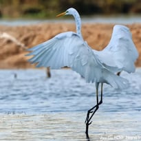 Dans l'intimité de la réserve des marais du Vigueirat