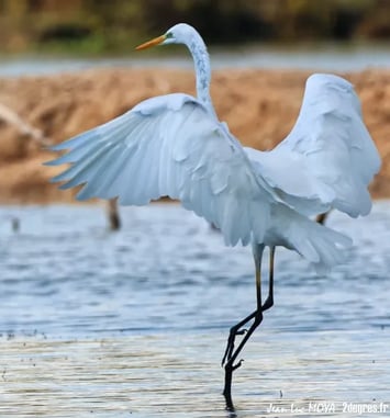 Dans l'intimité de la réserve des marais du Vigueirat