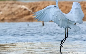 Dans l'intimité de la réserve des marais du Vigueirat