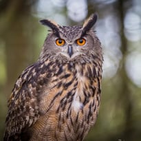 Les Alpilles par nature : voyage photographique au cœur de la biodiversité