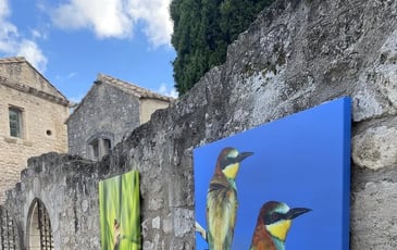 Faune et flore des Alpilles : un patrimoine en danger
