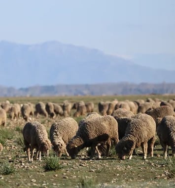 Sortie découverte sur la Réserve naturelle des coussouls de Crau