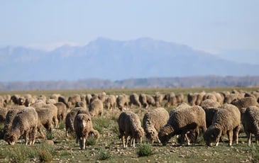 Sortie découverte sur la Réserve naturelle des coussouls de Crau