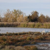 La Capelière, Maison de la réserve nationale de Camargue