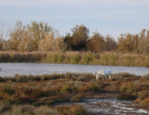 La Capelière, Maison de la réserve nationale de Camargue