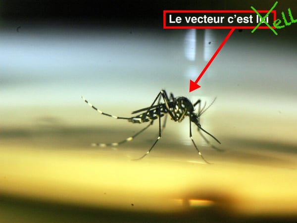 Les déterritorialisations du vecteur