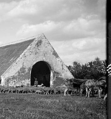 Nature, pâture. Culture de l'agropastoralisme en Camargue