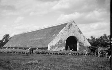 Nature, pâture. Culture de l'agropastoralisme en Camargue