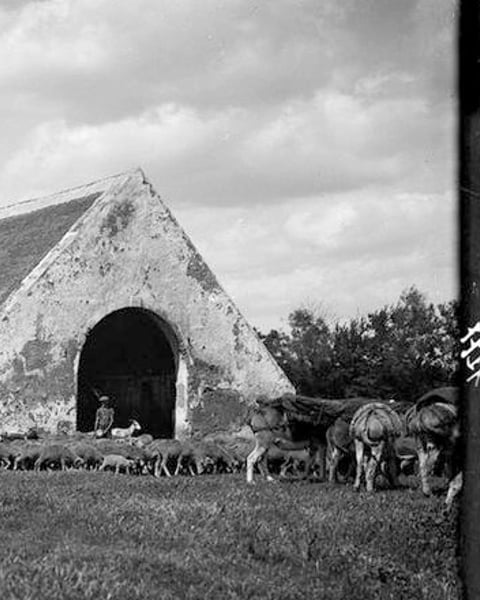 Nature, pâture. Culture de l'agropastoralisme en Camargue