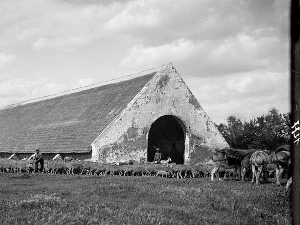 Nature, pâture. Culture de l'agropastoralisme en Camargue