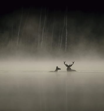 La forêt - Jean-François Heisser
