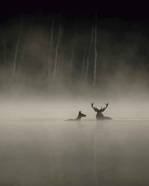La forêt - Jean-François Heisser