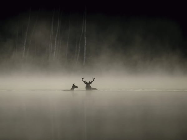 La forêt - Jean-François Heisser