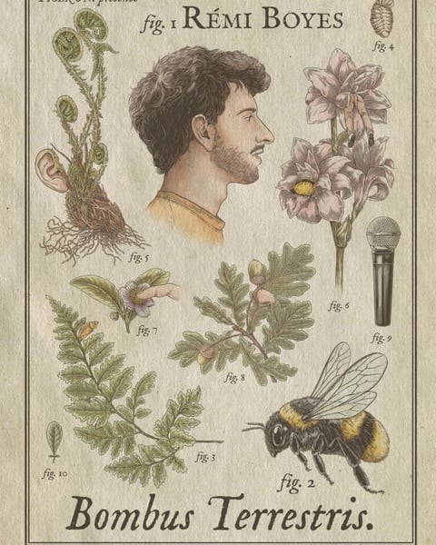 Rémi Boyes dans Bombus Terrestris V2