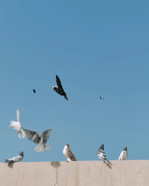 Voir le chant des oiseaux, Sébastien Thon