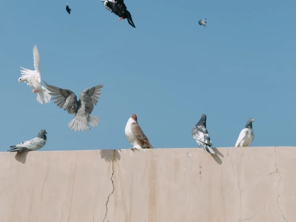 Voir le chant des oiseaux, Sébastien Thon